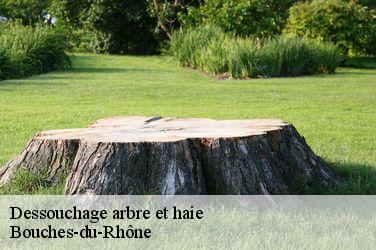 Dessouchage arbre et haie Bouches-du-Rhône 