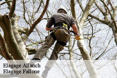 Elagage  allauch-13190 Elagage Fallone