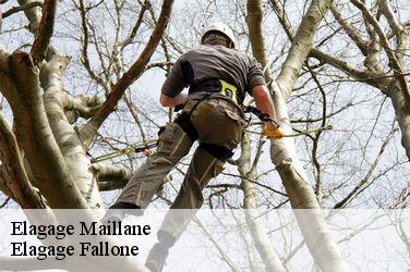 Elagage  maillane-13910 Elagage Fallone