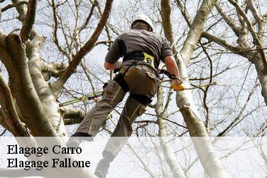 Elagage carro-13500 Elagage Fallone