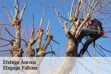 Etetage  aurons-13121 Elagage Fallone