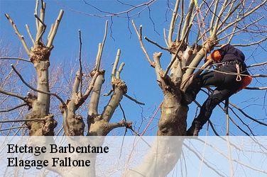 Etetage  barbentane-13570 Elagage Fallone