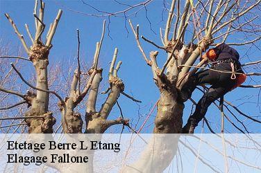 Etetage  berre-l-etang-13130 Elagage Fallone