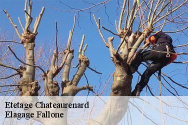Etetage  chateaurenard-13160 Elagage Fallone