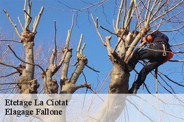 Etetage  la-ciotat-13600 Elagage Fallone