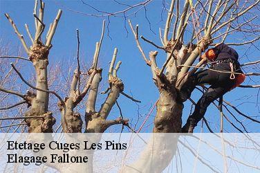 Etetage  cuges-les-pins-13780 Elagage Fallone