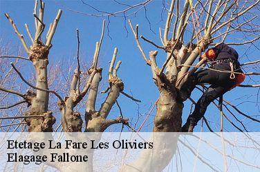 Etetage  la-fare-les-oliviers-13580 Elagage Fallone