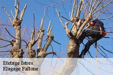 Etetage istres-13800 Elagage Fallone
