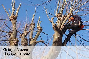 Etetage  noves-13550 Elagage Fallone