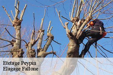 Etetage  peypin-13124 Elagage Fallone