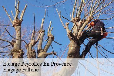 Etetage  peyrolles-en-provence-13860 Elagage Fallone