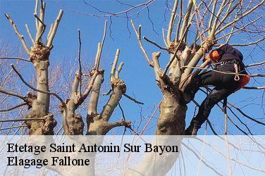 Etetage  saint-antonin-sur-bayon-13100 Elagage Fallone