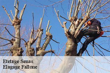 Etetage  senas-13560 Elagage Fallone