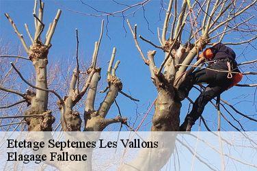 Etetage  septemes-les-vallons-13240 Elagage Fallone