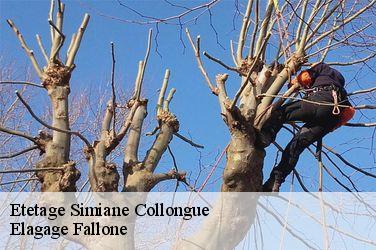 Etetage  simiane-collongue-13109 Elagage Fallone