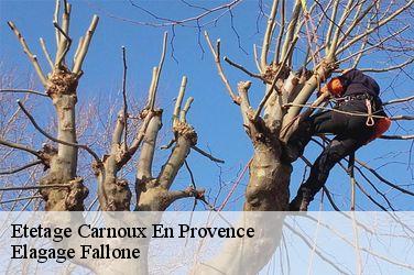 Etetage  carnoux-en-provence-13470 Elagage Fallone