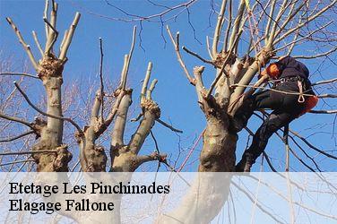 Etetage  les-pinchinades-13080 Elagage Fallone