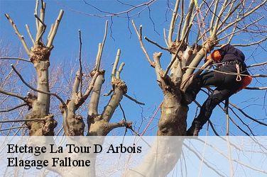 Etetage  la-tour-d-arbois-13129 Elagage Fallone