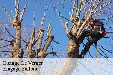 Etetage  le-verger-13500 Elagage Fallone