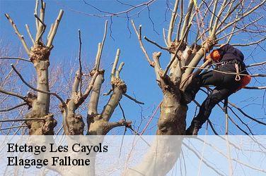 Etetage les-cayols-13114 Elagage Fallone