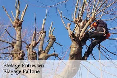 Etetage  entressen-13118 Elagage Fallone