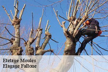 Etetage  moules-13280 Elagage Fallone