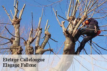 Etetage  callelongue-13008 Elagage Fallone