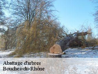 Abattage d'arbres Bouches-du-Rhône 