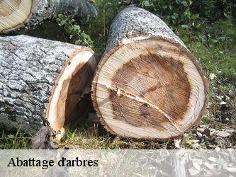 Abattage d'arbres