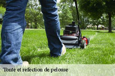 Tonte et refection de pelouse