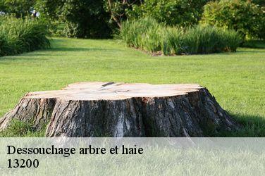 Dessouchage arbre et haie  13200