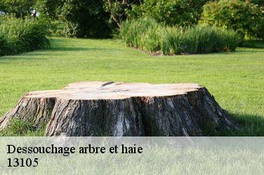 Dessouchage arbre et haie  13105