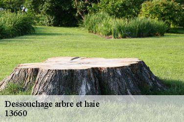 Dessouchage arbre et haie  13660